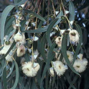 Picture Of Eucalypytus Globulus Used To Extract Eucalypytus Globulus Essential Oil From