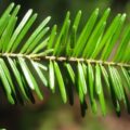 Picture Of Fir needle Used To Extract Fir Needle Essential Oil From