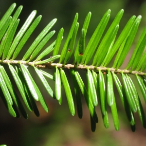 Picture Of Fir needle Used To Extract Fir Needle Essential Oil From