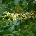 Picture Of Boswellia Carterii Used To Extract Frankincense Carterii Essential Oil From