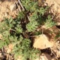 Picture Of Boswellia Frereana Used To Extract Frankincense Frereana Essential Oil From