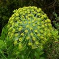 Picture Of Galbanum Used To Extract Galbanum Essential Oil From
