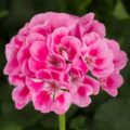 Picture Of Geranium Used To Extract Geranium Essential Oil From