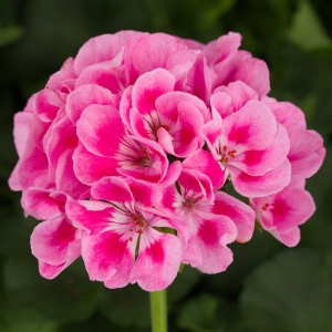 Picture Of Geranium Used To Extract Geranium Essential Oil From