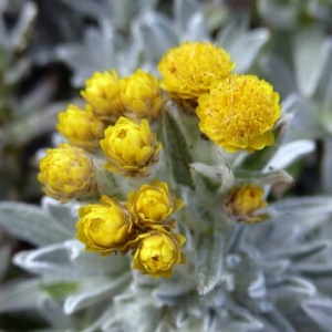 Picture Of Helichrysum Splendidum Used To Extract Helichrysum Splendidum Essential From