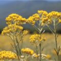 Picture Of Helichtysum Gymnocephalum Used To Extract Helichtysum Gymnocephalum Essential Oil From