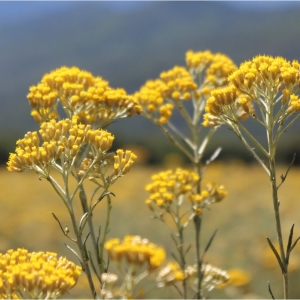 Picture Of Helichtysum Gymnocephalum Used To Extract Helichtysum Gymnocephalum Essential Oil From