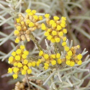Picture Of Helichtysum Italicum Used To Extract Helichtysum Italicum Essential Oil From