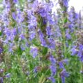 Picture Of Hyssop Used To Extract Hyssop Essential Oil From