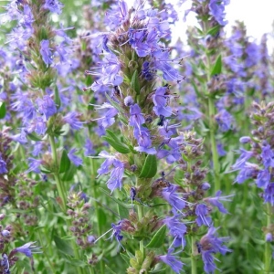 Picture Of Hyssop Used To Extract Hyssop Essential Oil From