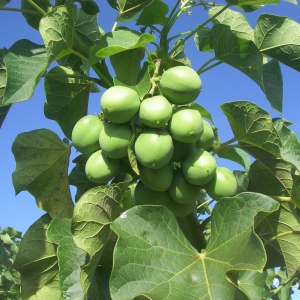 Picture Of Jatropha Used To Extract Jatropha Essential Oil From