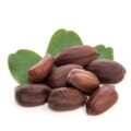 Jojoba Picture Of Jojoba Used To Extract Jojoba Carrier Oil From