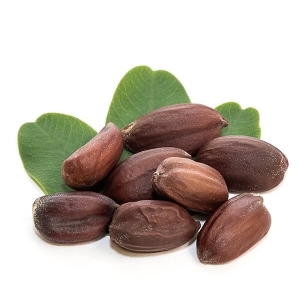 Jojoba Picture Of Jojoba Used To Extract Jojoba Carrier Oil From