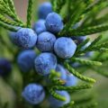 Picture Of Juniperberry Used To Extract Juniperberry Essential Oil From