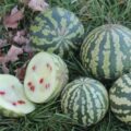 Picture Of Kalahari Melon Used To Extract Kalahari Melon Carrier Oil From