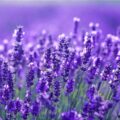 Lavender Bulgarian Picture Of Lavender Bulgarian Used to Extract Lavender Bulgarian Essential Oil OrganicFrom