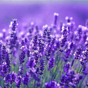 Lavender Picture Of Lavender Used To Extract Lavender Essential Oil From