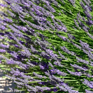Picture Of Lavindin Grosso Used To Extract Lavindin Grosso Essential Oil From