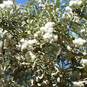 Picture Of Leleshwa Used to Extract Leleshwa Essential Oil From