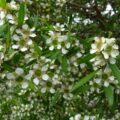 Picture Of Lemon Tea Tree Used To Extract Lemon Tea Tree Essential Oil From