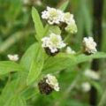 Picture Of Lippia Javanica Used To Extract Lippia Javanica Essential Oil From