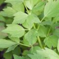 Picture Of Lovage Used To Extract Lovage Essential Oil From