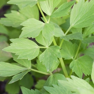 Picture Of Lovage Used To Extract Lovage Essential Oil From
