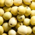 Picture Of Marula Fruits Used To Extract Marula Carrier Oil