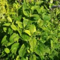 Picture Of Melissa Plant Used To Extract Melissa Essential Oil From