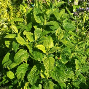 Picture Of Melissa Plant Used To Extract Melissa Essential Oil From