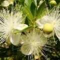 Picture Of Myrtle Used to Extract Myrtle Essential Oil From