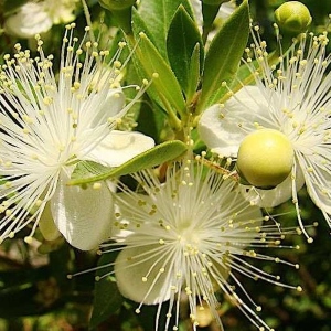 Picture Of Myrtle Used to Extract Myrtle Essential Oil From