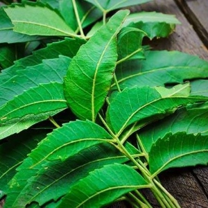Picture Of Neem Used To Extract Neem Carrier Oil From