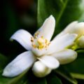 Picture Of Neroli Used To Extract Neroli Essential Oil From