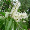 Picture Of Niaouli Used To Extract Niaouli Essential Oil From