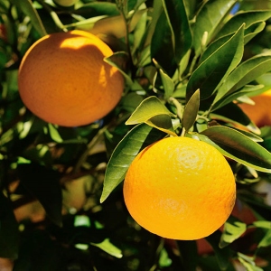 Orange Bitter Picture Of Orange Bitter Used to Extract Orange Bitter Essential Oil From