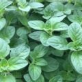 Picture Of Oregano Plant Used To Extract Oregano Essential Oil From