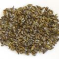 Picture Of Parsley Seed Used To Extract Parsley Seed Essential Oil From