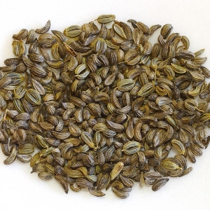 Picture Of Parsley Seed Used To Extract Parsley Seed Essential Oil From