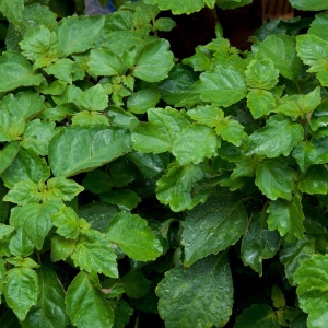 Picture Of Patchouli Dark Used To Extract Patchouli Dark Essential Oil From
