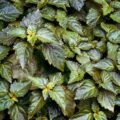 Picture Of Patchouli That Is Used To Extract Patchouli Light Essential Oil From