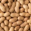 Picture Of Peanuts Used To Extract Peanut Carrier Oil From
