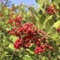 Pepper Pink Picture Of Pepper Pink That Is Used To Extract Pepper Pink Essential Oil From