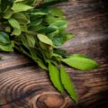 Peru Balsam Picture Of The Peru Balsam That Is Used To Extract Peru Balsam Essential Oil From
