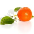 Picture Of The Petitgrain That Is Used To Extract Petitgrain Essential Oil From