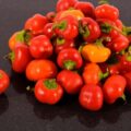 Picture Of The Pimento That The Pimento Allspice Essential Oil Is Extracted From