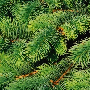 Picture Of The Pine Needle To Extract Pine Needle Essential Oil From
