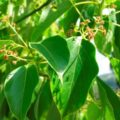 Picture Of Leaves From The Ravensara Anisata That Is Used To Extract Ravensara Anisata Essential Oil From
