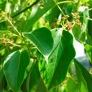 Picture Of Leaves From The Ravensara Anisata That Is Used To Extract Ravensara Anisata Essential Oil From