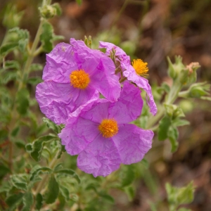 Rock Rose Picture Of The Flower Of Rock Rose That Is Used To Extract Rock Rose Essential Oil From